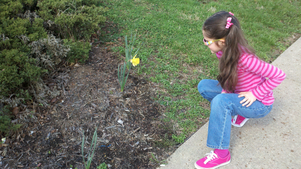 daffodil