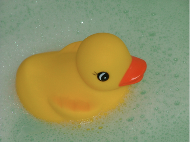 duck